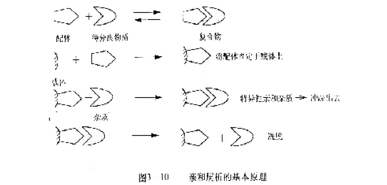 亲和层析原理(affinity chromatography)