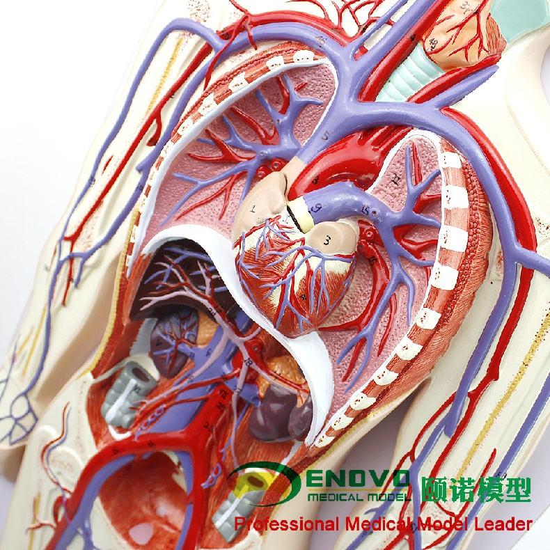 enovo颐诺人体血液循环系统模型体肺循环心血管介入心脏解剖模型