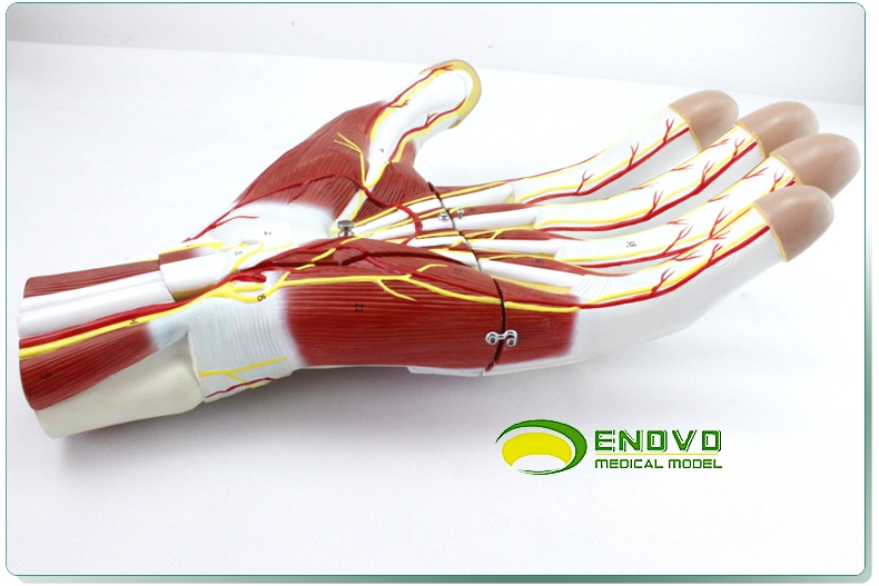 enovo医学手掌解剖神经血管模型手关节手足外科手部微创模型教学