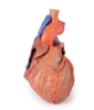德國EZ品牌  醫療/護理/實訓設備  MP1710  3D打印解剖心臟模型