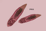 肝吸虫抗原（华支睾吸虫抗原/中华分支睾吸虫抗原） Clonorchis sinensis antigen