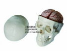 头颅骨带脑动脉模型
