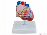 心脏模型