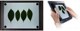 植物图像分析仪系统/植物图像分析仪