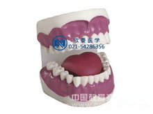 牙保健模型（放大3倍，28顆牙）
