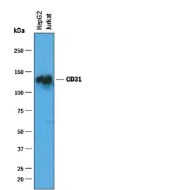 R&D/安迪生物 Human CD31/PECAM-1 Affinity Purified Polyclonal Ab AF806
