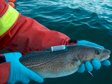 StarOddi鱼类温度深度记录仪