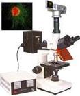 正置荧光显微镜 荧光显微镜