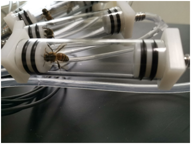 昆虫动物呼吸代谢能量测量系统在农科院蜜蜂研究所成功安装运行
