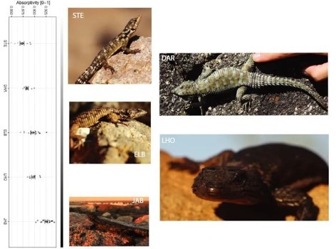 黑化型影响蜥蜴对气候变化的敏感性