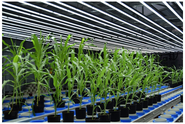 纽约时报：为了养活正在变热的地球，科学家利用植物表型研究技术培育更加高效的作物