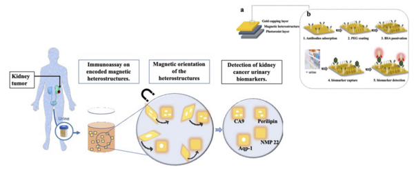 Nanoscale Advances：磁光克爾效應系統助力快速識別早期腎癌研究！