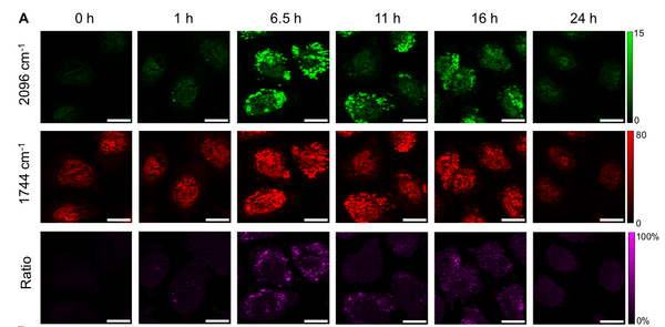 又发Nature 子刊！O-PTIR光热红外显微成像技术绘制单细胞脂代谢图谱