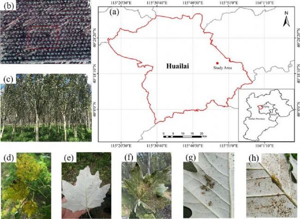 FieldSpec 4地物光谱仪评估森林病虫害的应用