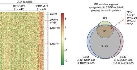SPOP突变前列腺癌耐药机制 | MedChemExpress