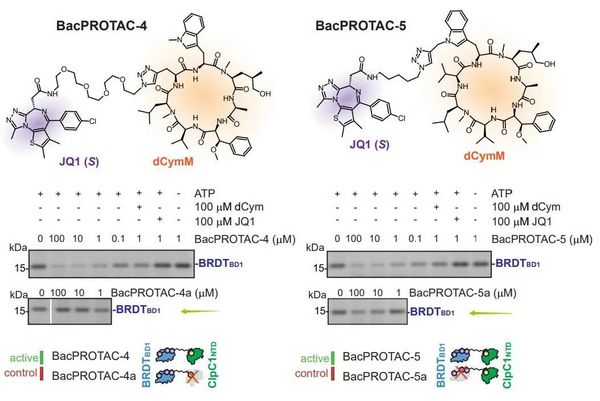 Cell 重磅丨不依赖泛素蛋白酶降解途径的新型 PROTAC - MCE