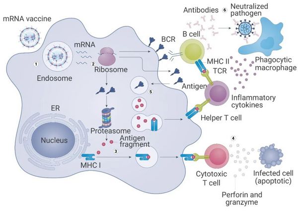 引人关注的核酸产业园 | mRNA 疫苗究竟是？- MedChemExpress