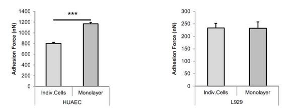 单个细胞别的粘附力测定