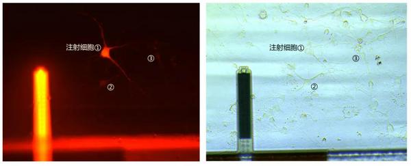 多功能单细胞显微操作系统FluidFM BOT的原理与应用介绍