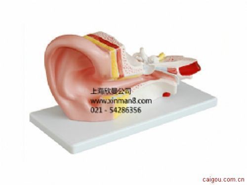 中耳解剖模型