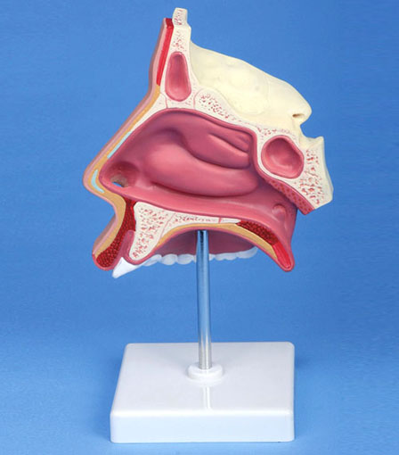 自然大鼻腔模型