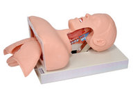 心肺复苏气管插管模拟人模型