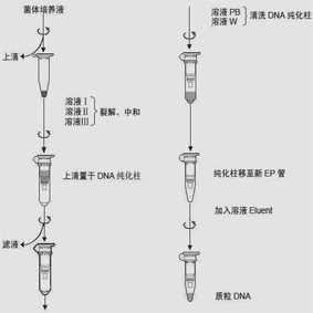 提取的質粒dna質量通過瓊脂糖凝膠電泳,限制性酶切和序列測定分析.