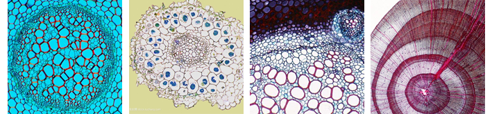 重光COIC 生物显微镜XSP－C204 教学科研显微镜